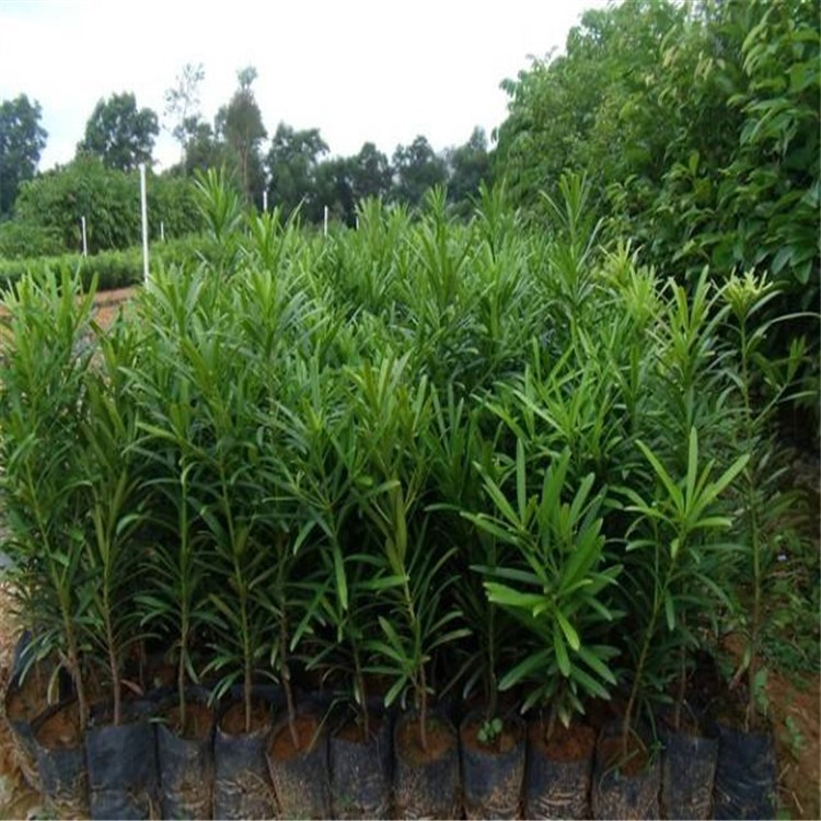 【大毅苗木】供应罗汉松盆栽小苗 各种规格 量大优惠