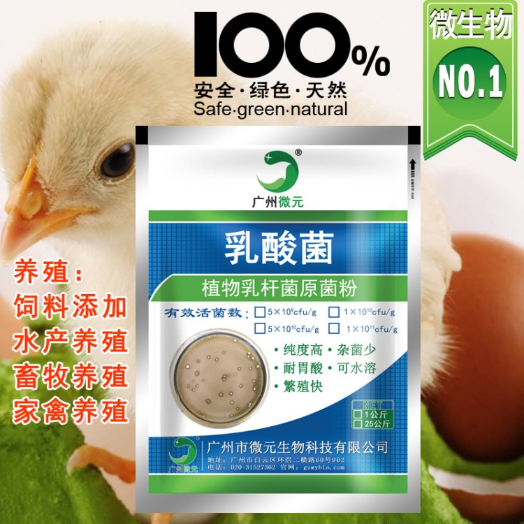 乳酸菌粉50亿 畜牧动物微生物饲料添加剂 植物乳杆菌饲料添加剂