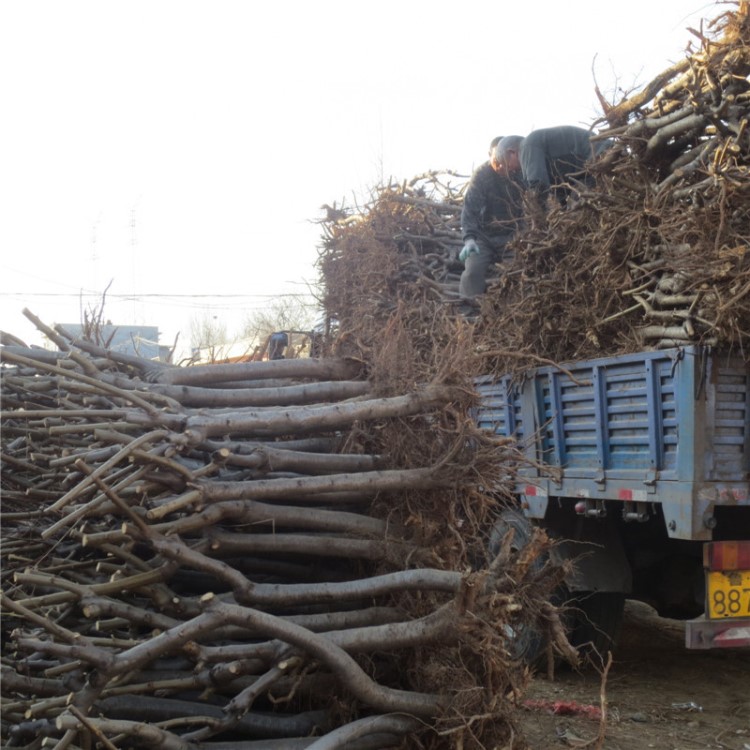 北京占地桃树苗 占地大规格桃树苗基地 百万毛桃苗机械化低价出售