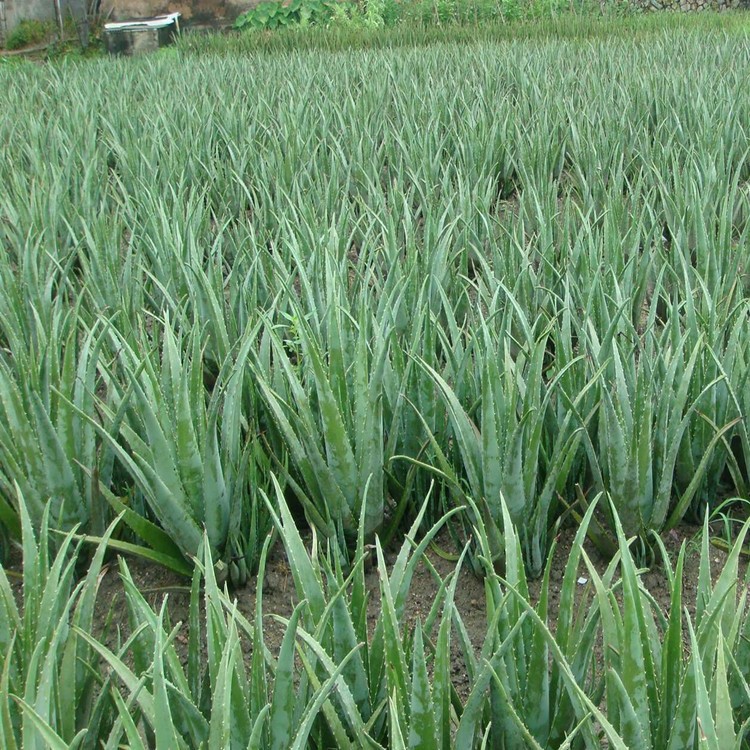 芦荟盆栽苗不夜城库拉索芦荟美容小盆栽多肉植物种子食用观赏芦荟