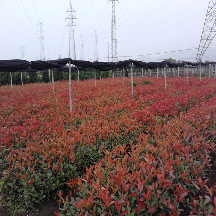 红叶石楠小苗庭院绿化苗木高杆树苗绿化植物绿色植物工程苗红罗宾