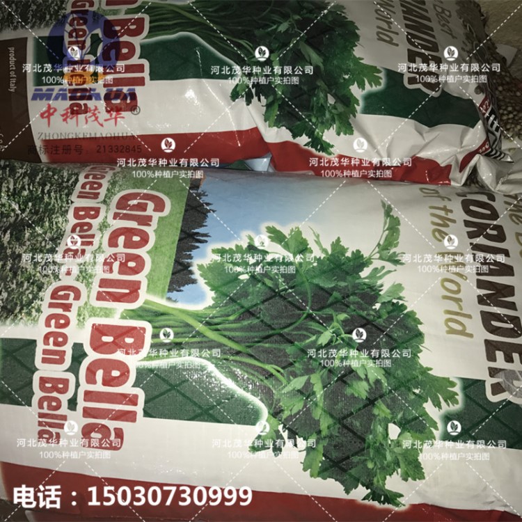 中科茂华蔬菜种子批发三天出芽香菜种分装意大利香菜
