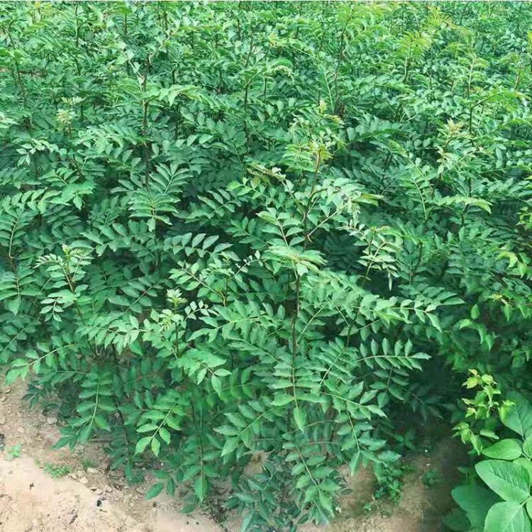 当年花椒树苗批发 大红袍花椒树苗 青椒树苗种植 花椒小苗价格