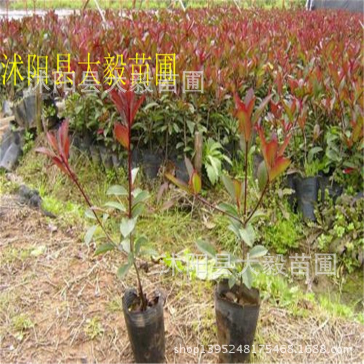 出售  绿化工程苗  红叶石楠小苗 规格 量大优惠