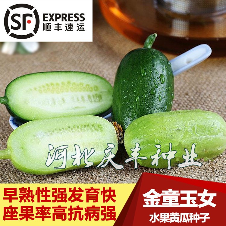 金童玉女水果黄瓜种子 拇指盆栽抗病观赏食用四季播蔬菜