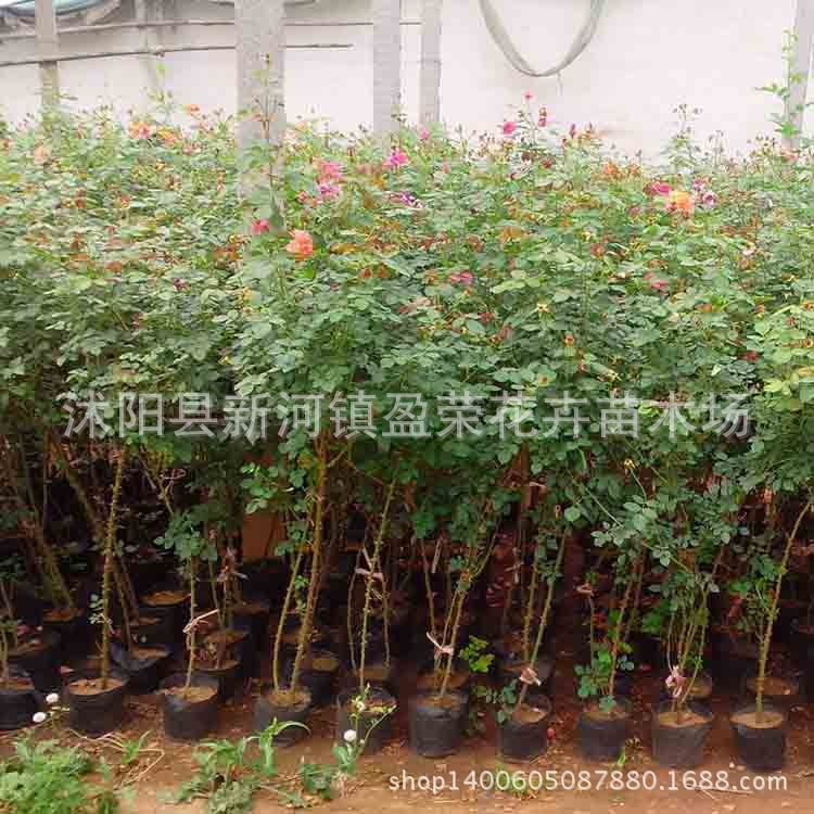 庭院攀援植物藤本月季15年大月季开花苗花期长包邮全网限量版