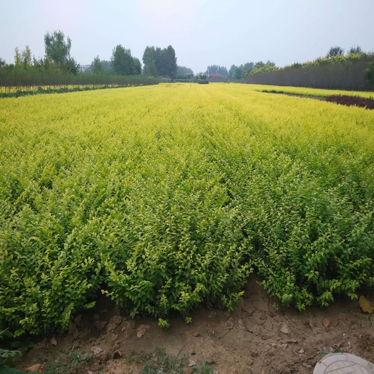 金叶女贞小苗庭院绿化苗木工程苗小叶女贞小苗金森女贞苗黄叶女贞