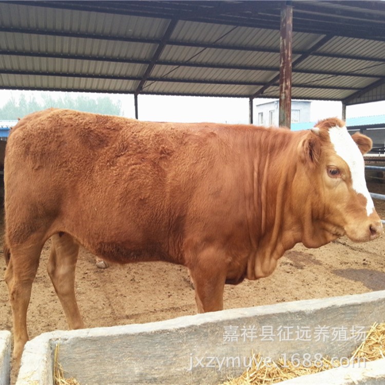 新品特卖肉牛犊厂家批发5-6个月改良鲁西黄牛牛犊价格低免费运输