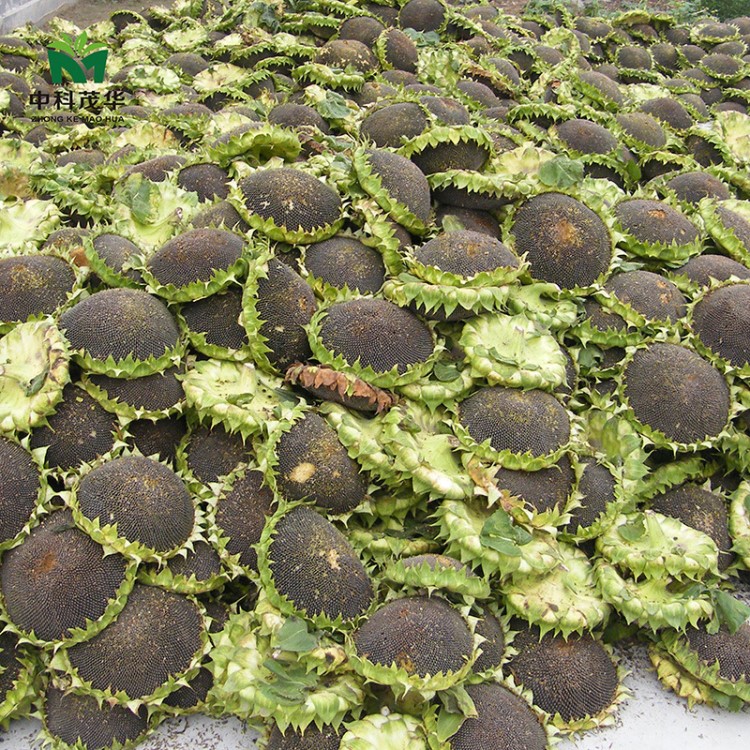 中科茂华蔬菜种子油巨人油葵种子耐旱矮大头向日葵高油200克