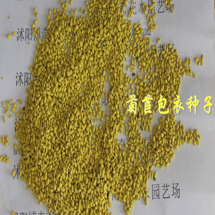 普纳再生快种草养猪兔鸡鸭鹅牛羊奇可利牧草 【菊苣包衣种子】