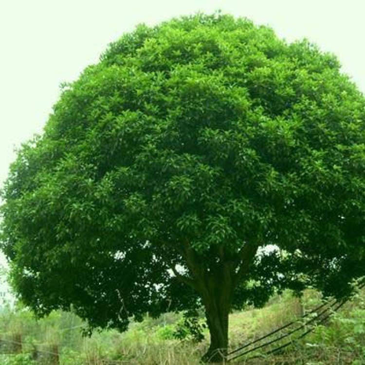 供应香樟树苗批发 苗木 工程苗木 各种规格 量大优惠