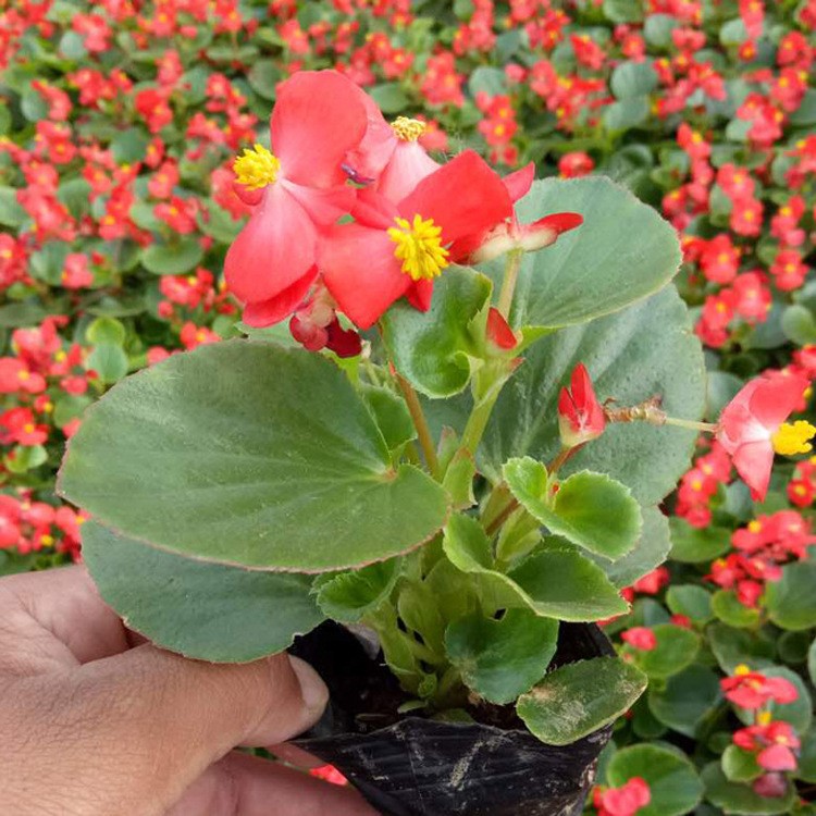 四季海棠 种植基地直销 四季开花草本植物 两个颜色  四季海棠