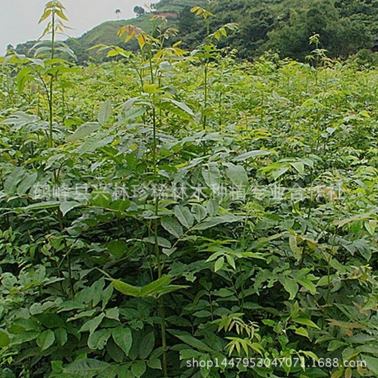 供应一年生青钱柳苗 庭院种植青钱柳苗 50公分以上青钱柳苗