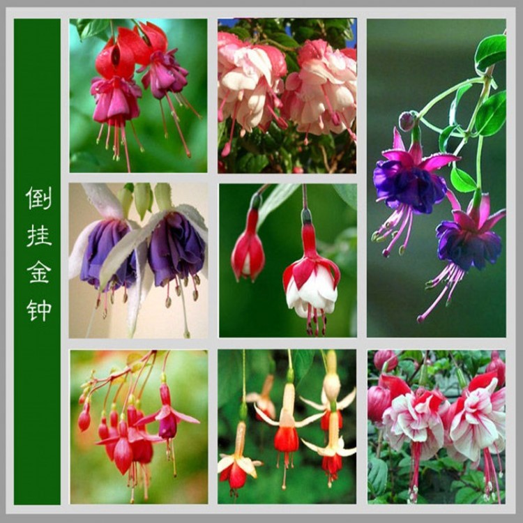倒挂金钟种子吊钟海棠苗灯笼花阳台种植观花芳香盆栽花卉倒挂金钟