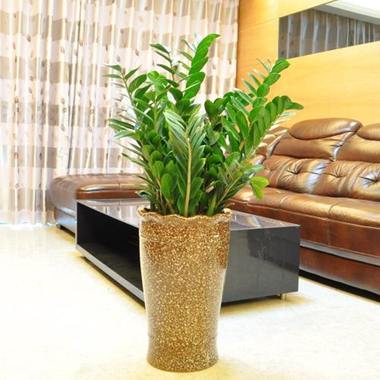 树盆栽绿植带盆客厅花卉高品质钱串室内绿植创意盆景花草植物