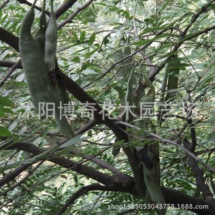 批发皂角树苗 皂角苗 皂荚小苗 居家镇宅宝树 造刺树苗 药材树苗