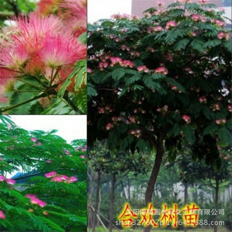 合欢树苗 合欢苗 绒花树 芙蓉花树 合欢树 合欢树小苗 夜合欢