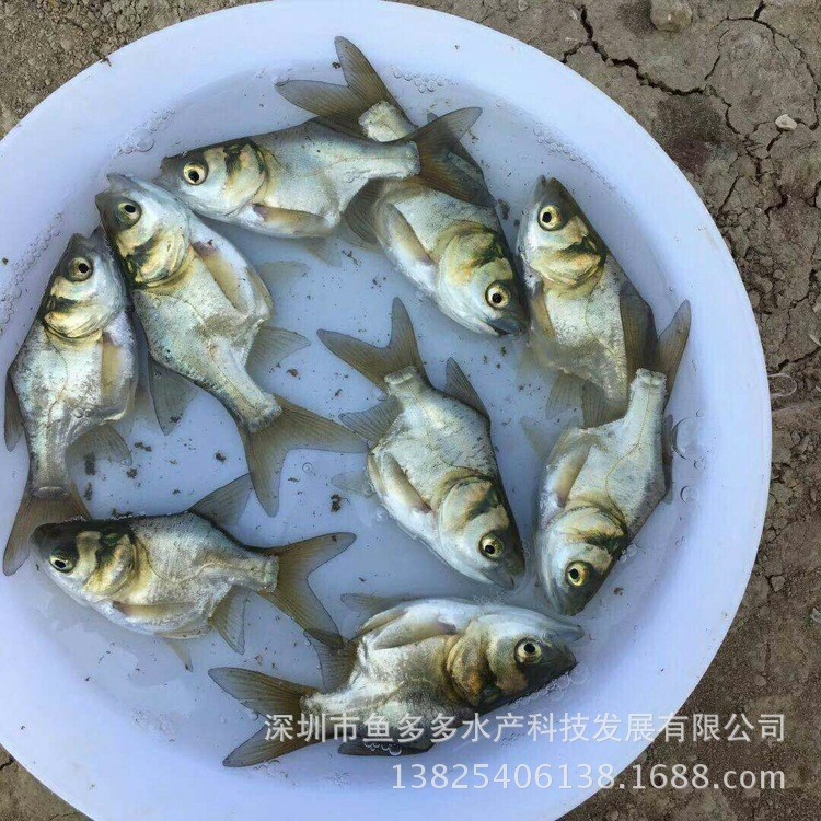 缩骨大头鱼苗 缩骨鳙鱼鱼苗 缩骨花鲢鱼苗 缩骨胖头鱼苗 7-9厘米