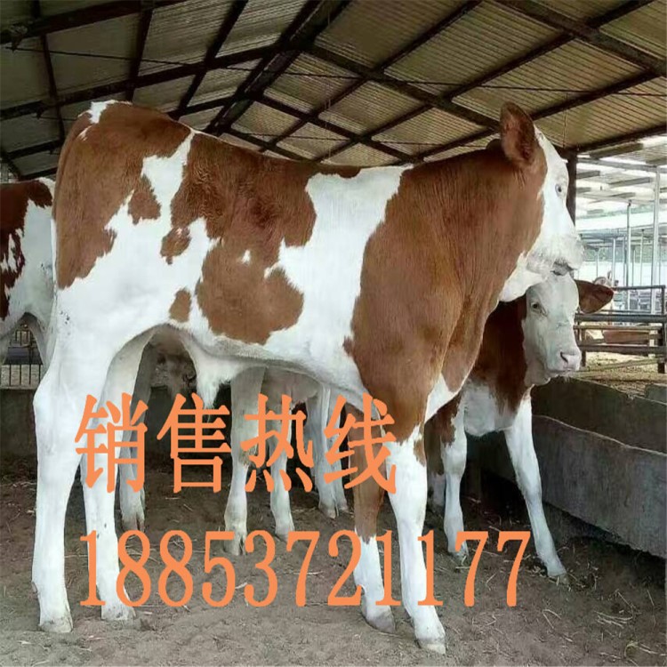 西门塔尔牛牛犊    肉牛肉羊种牛批发      西门塔尔牛犊价格便宜