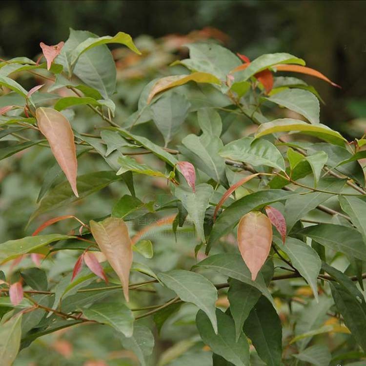 【大毅苗木】供应各种工程苗木 花卉 基地直销  杜英