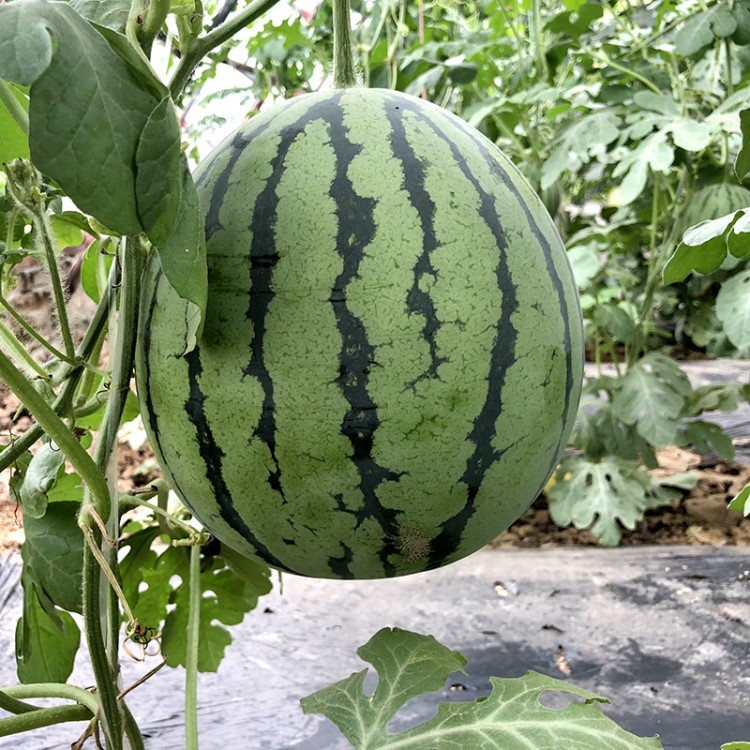 中科茂华蔬菜水果种子日本丽都西瓜种子超甜京欣抗裂西瓜種籽50克