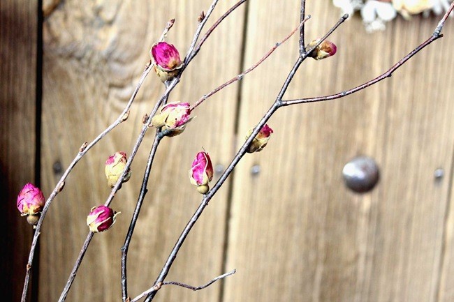 玫瑰干枝 梅花树枝 干花软装