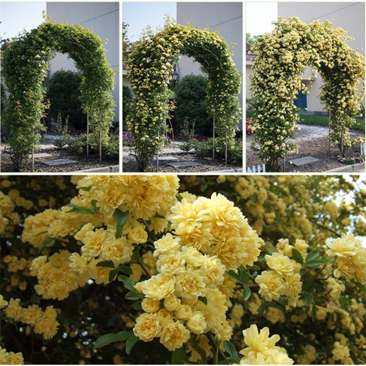 木香花苗黄白木香七里香十里香蔷薇藤本花苗香味攀缘爬藤植物花卉