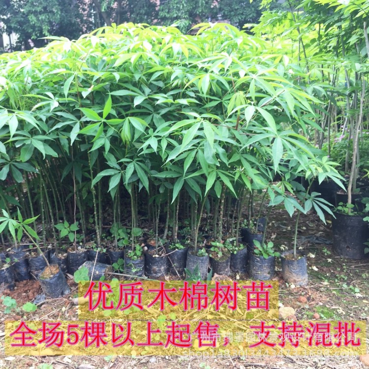 美丽异木棉树苗 美人树苗 大腹木棉苗 酒瓶树苗 庭院小区地栽种植