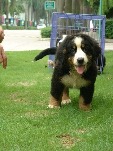 伯恩山幼犬大型幼犬伯恩山幼崽出售 北京正规犬舍 双血统伯恩山犬