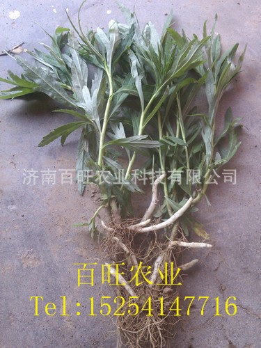 批发降压菜种苗-柳蒿种苗 柳蒿芽菜 特菜种苗 野菜种苗 降压菜苗