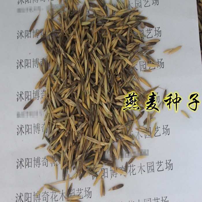 牧草种子燕麦种子铃铛麦种子 耐寒耐旱鸡鸭鹅批发牲口专用