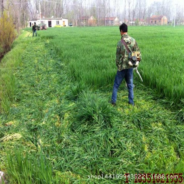 批发牧草种子 多年生黑麦草小麦墨西哥玉米草南方北方牛羊兔牧草