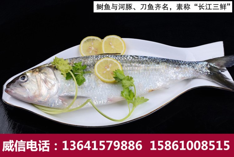 【劲绿食品】长江新鲜野生冰鲜鲥鱼600-700g/条长江三鲜美味包邮