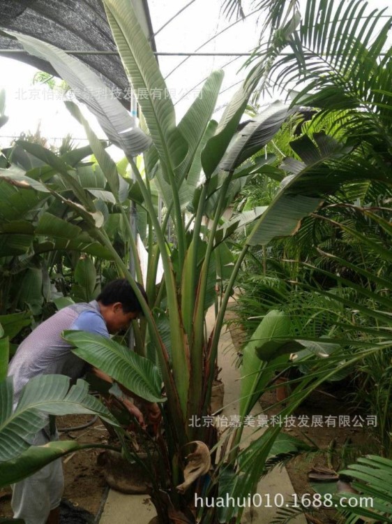 供应北京办公室绿植租赁绿色植物盆栽花绿植基地批发写字楼租植物