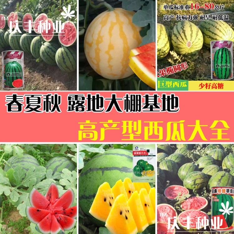 巨型西瓜种子 特大懒汉西瓜 高糖大瓜超甜 早熟麒麟礼品西瓜