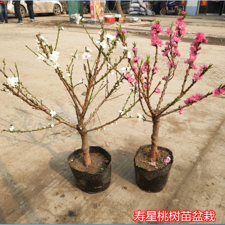 寿星桃苗重瓣桃花寿心桃盆栽盆景桃树苗辟邪树耐寒植物观赏桃花子