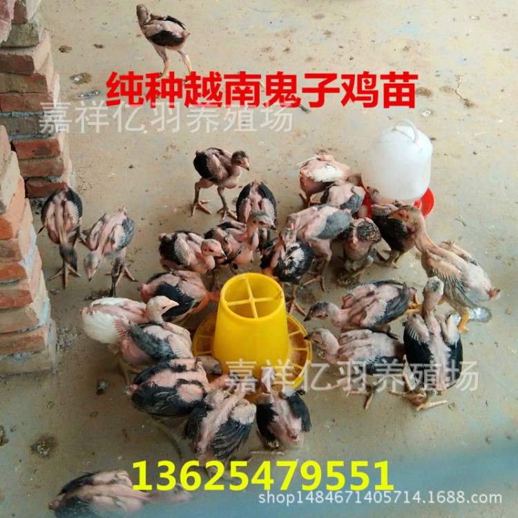 种越南鬼子鸡苗种蛋受精种蛋贵州省斗鸡种蛋批发出售