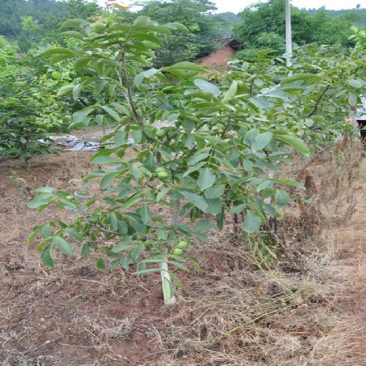 薄皮核桃品种有些 新疆纸皮核桃苗出售 2公分嫁接核桃苗