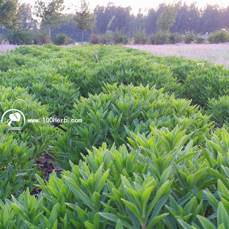 特色保jian菜养心菜苗救心菜苗子阳台盆栽救心菜四季可种产地直销