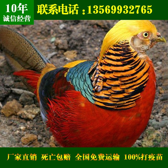 云南红腹锦鸡苗_云南红腹锦鸡养殖_云南红腹锦鸡苗价格批发