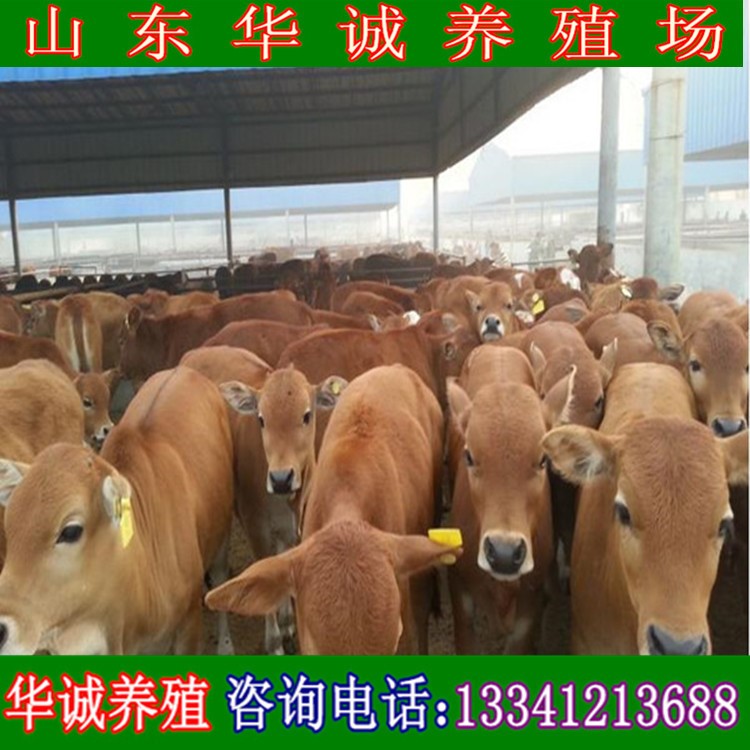 湖南肉牛养殖厂 育肥肉牛 贵州肉牛基地 山西省养牛基地 肉牛母牛