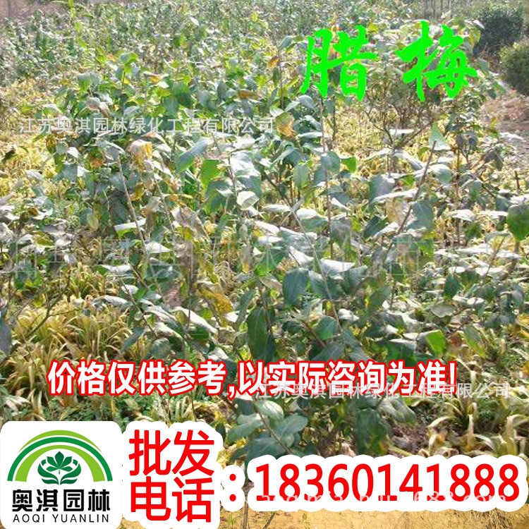 出售腊梅 落叶灌木 寒梅 雪梅 冬梅 腊梅树木 腊梅树苗 丛生腊梅