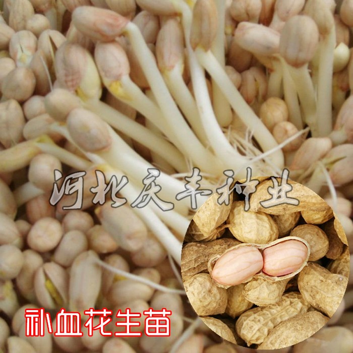 花生苗芽苗菜花生种子壳芽菜四季蔬菜籽水培园艺四季种植