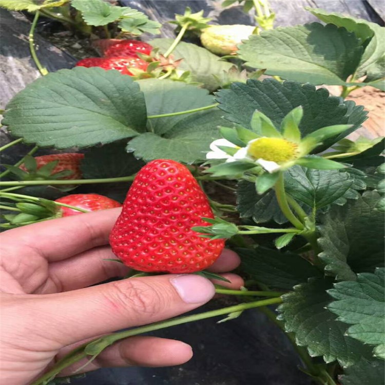 佳德苗圃基地大量出售草莓苗 各种品种批发价格出售草莓苗