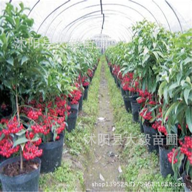 批发 富贵子盆栽植物 富贵籽盆景