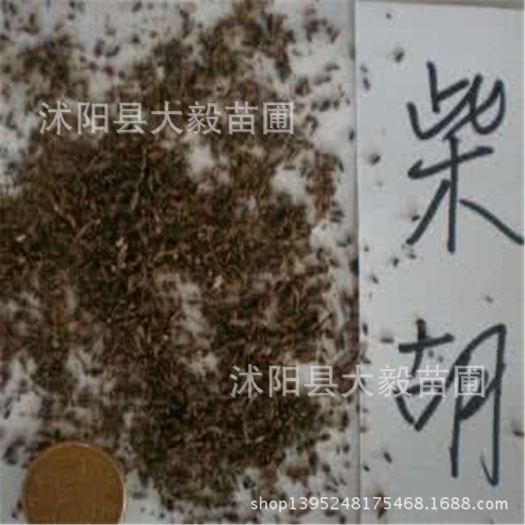 出售中药材种子 北柴胡种子 小柴胡种子
