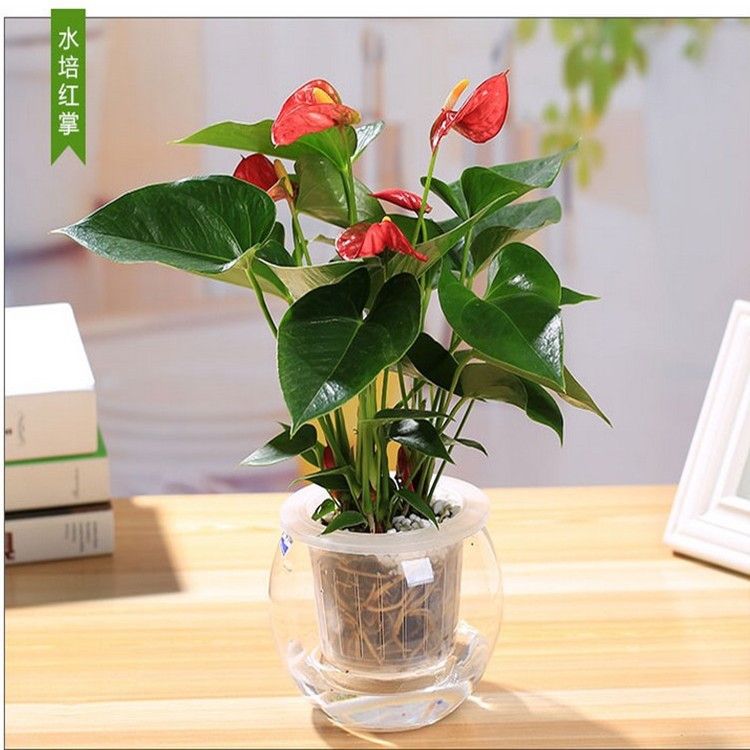 红掌白掌粉掌一帆风顺鸿运当头绿植花卉桌面小盆栽开花植物净化空