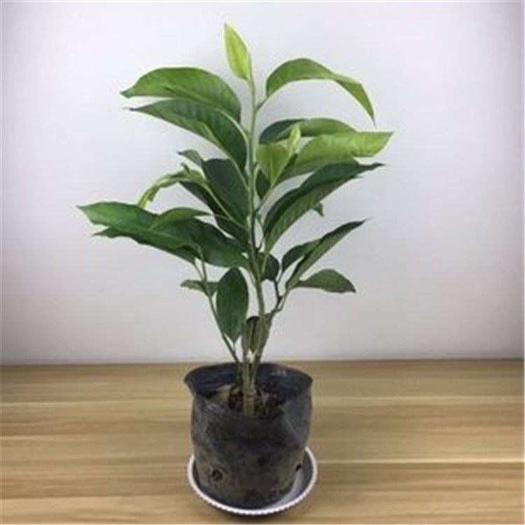 白兰植物白兰花苗白兰花树苗白玉兰黄兰盆栽地栽浓香花卉