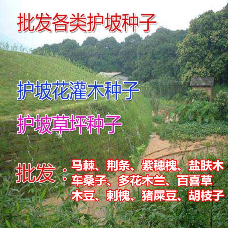 护坡灌木紫穗槐种子盐肤木多花木兰刺槐胡枝子木豆马棘车桑子荆条