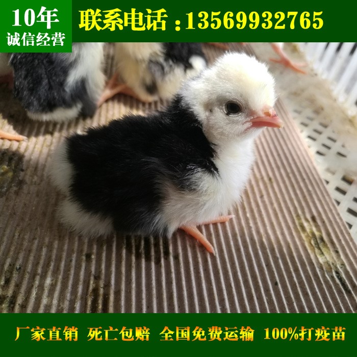 贵妃鸡苗_河南贵妃鸡价格批发_河南贵妃鸡养殖场